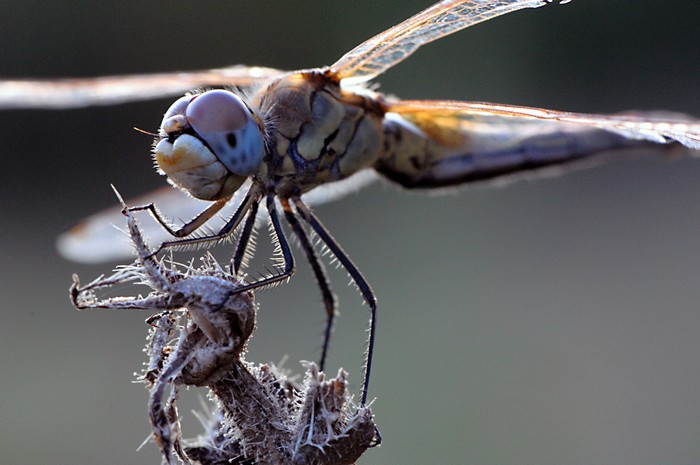 libellule,agrion,demoiselle Site