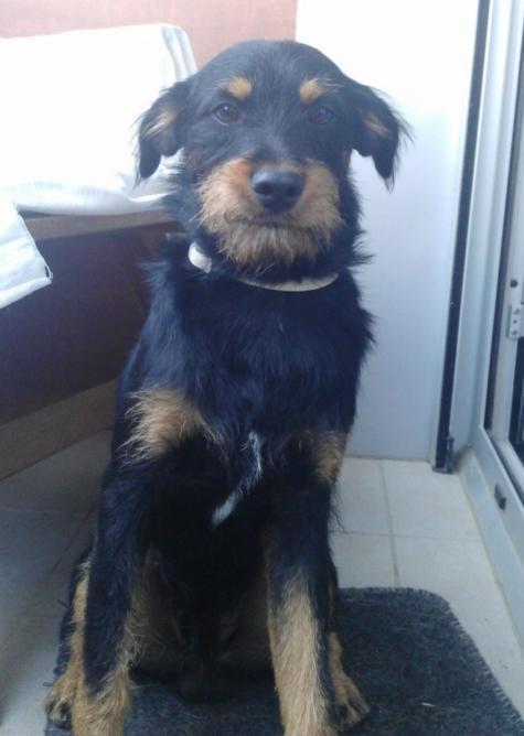 Chaplin, cachorro de tamaño pequeño de 6 meses (Granada) (PE) A_3001344321153