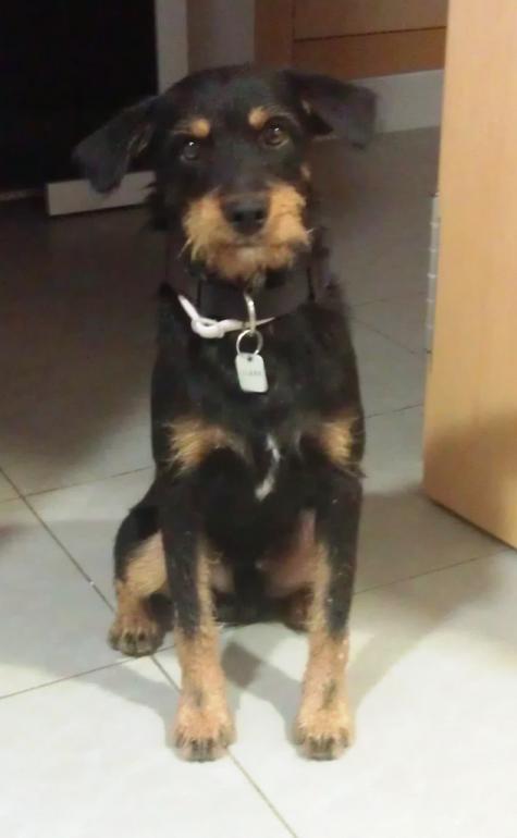 Chaplin, cachorro de tamaño pequeño de 6 meses (Granada) (PE) A_3001344409991