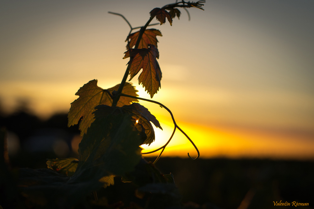 un soir d'août 2014 à Sauternes Couchant