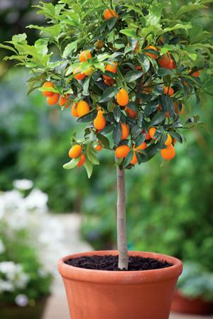 Un arbolito Kumquat-arbolito