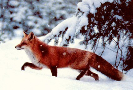 Crée toi une vie de renard Renard