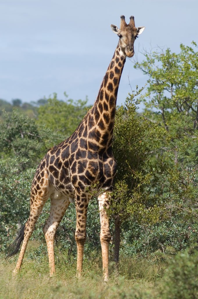 [JEU] jouons avec les animaux Girafe