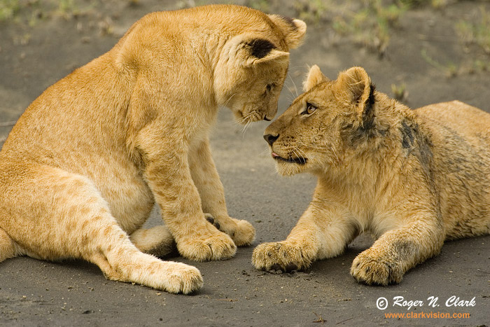 Animals-Wallpapers Lion.cubs.c01.21.2007.JZ3F9034b-700