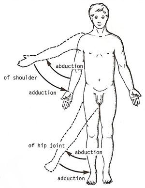 abduction cuisse et hanche Abduction_adduction1337190368953