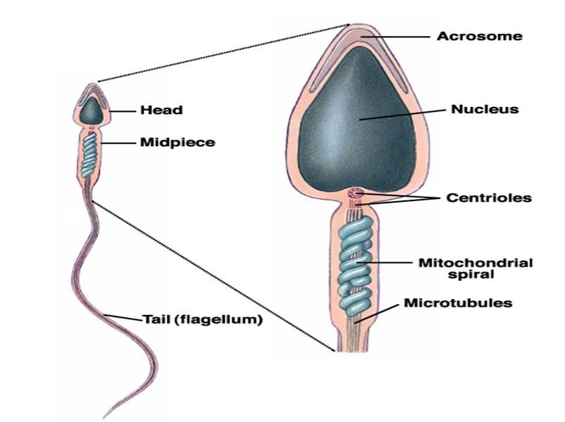 ماهو دور الجسم الطرفي في النطفة Spermstructure_(1)1305076846948