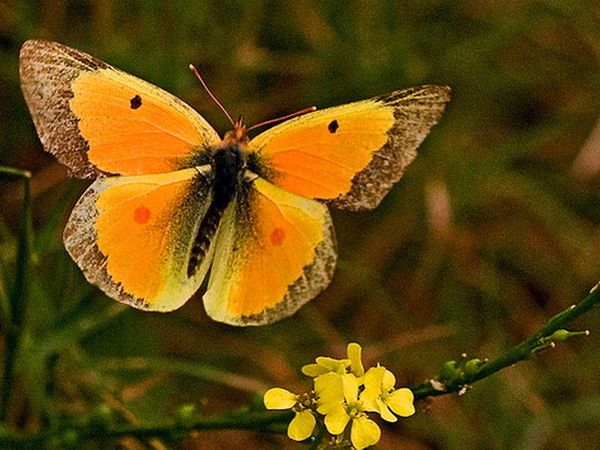 rincon - *** LAS MARIPOSAS DEL RINCON DE ENERI *** - Página 22 0cbed7f7