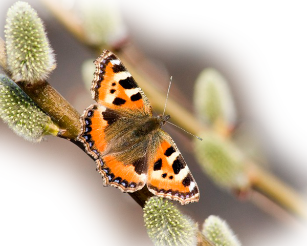 eneri - *** LAS MARIPOSAS DEL RINCON DE ENERI *** - Página 22 Ca6d87dd