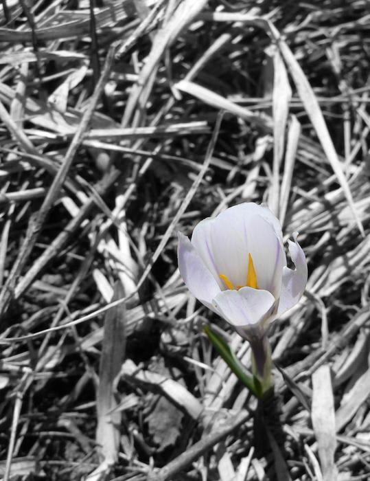 Crocus 15