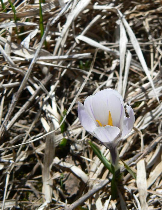 Crocus 16