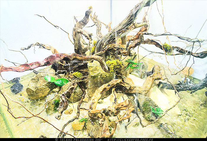 Island Paludarium 360° de A à Z - 100x100x70 - (Nouveau projet) 2011-2013 - Page 7 Island-Paludarium-360_070