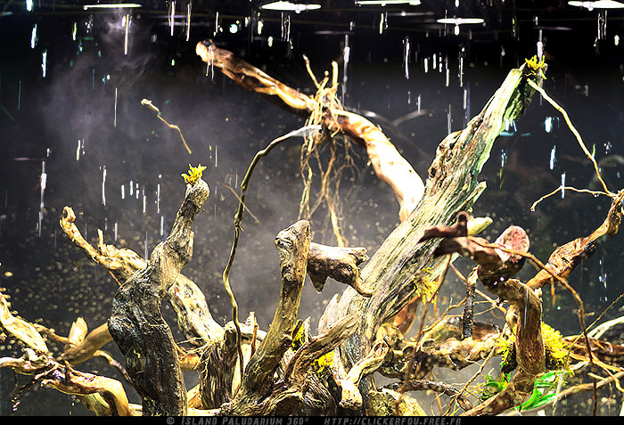 island - Island Paludarium 360° de A à Z - 100x100x70 - (Nouveau projet) 2011-2013 - Page 7 Island-Paludarium-360_072