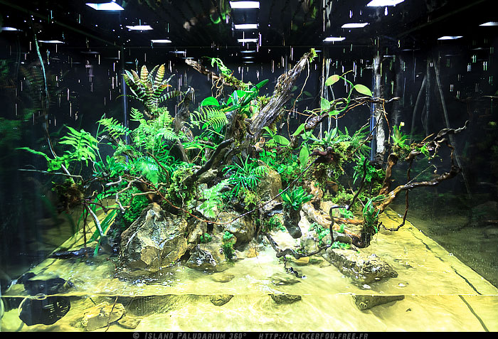 island - Island Paludarium 360° de A à Z - 100x100x70 - (Nouveau projet) 2011-2013 - Page 7 Island-Paludarium-360_073