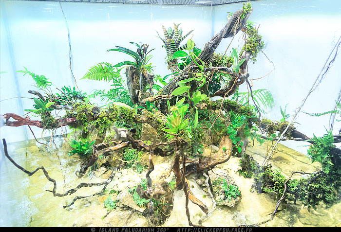 Island Paludarium 360° de A à Z - 100x100x70 - (Nouveau projet) 2011-2013 - Page 7 Island-Paludarium-360_074