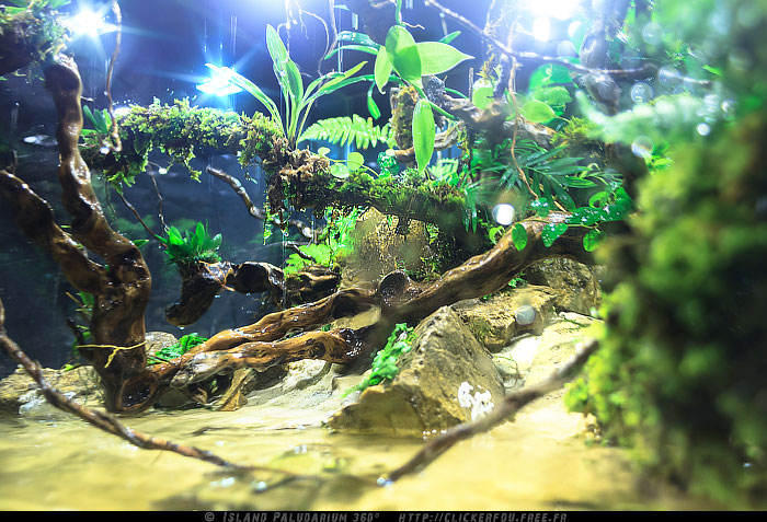 Island Paludarium 360° de A à Z - 100x100x70 - (Nouveau projet) - Page 7 Island-Paludarium-360_078