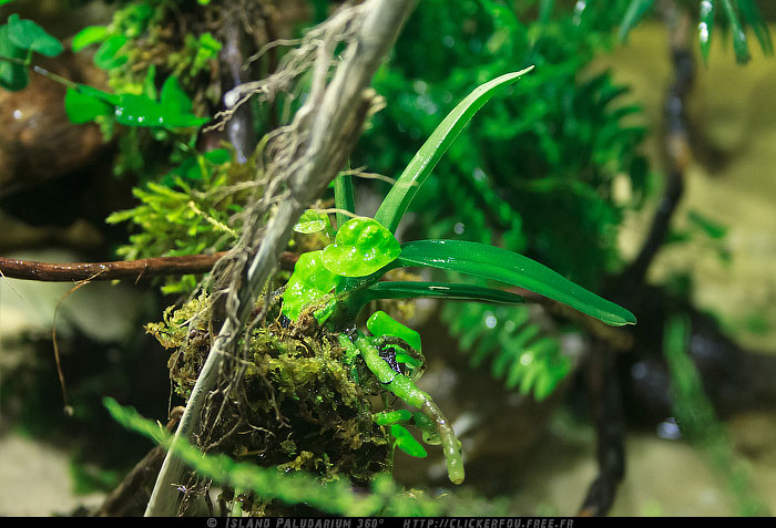 Island Paludarium 360° de A à Z - 100x100x70 - (Nouveau projet) - Page 7 Island-Paludarium-360_096