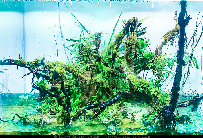 Island Paludarium 360° de A à Z - 100x100x70 - (Nouveau projet) - Page 9 Island-Paludarium-360_113