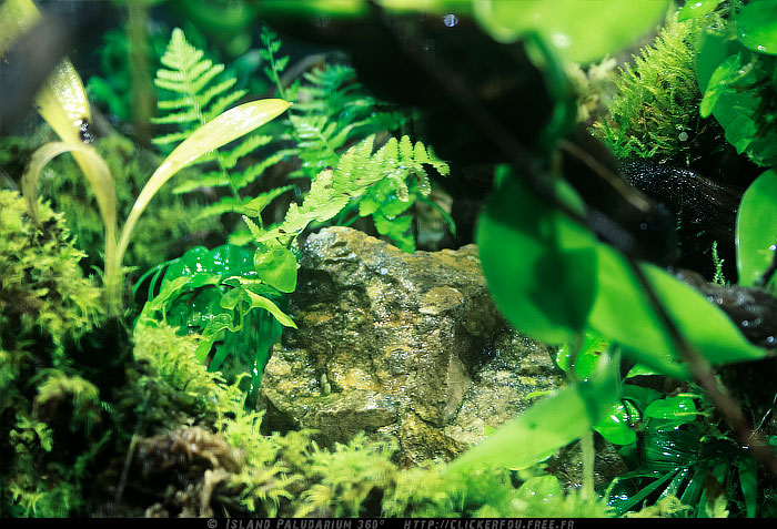 Island Paludarium 360° de A à Z - 100x100x70 - (Nouveau projet) 2011-2013 - Page 9 Island-Paludarium-360_115