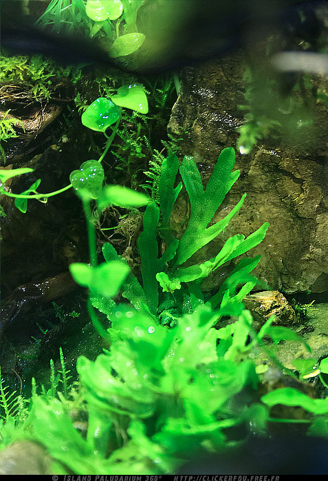 Island Paludarium 360° de A à Z - 100x100x70 - (Nouveau projet) 2011-2013 - Page 9 Island-Paludarium-360_116