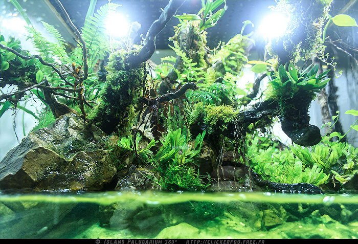 Island Paludarium 360° de A à Z - 100x100x70 - (Nouveau projet) 2011-2013 - Page 9 Island-Paludarium-360_118