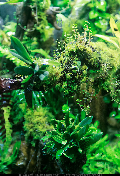 Island Paludarium 360° de A à Z - 100x100x70 - (Nouveau projet) 2011-2013 - Page 9 Island-Paludarium-360_121