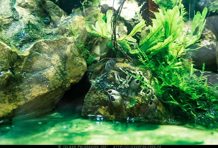 Island Paludarium 360° de A à Z - 100x100x70 - (Nouveau projet) - Page 9 Island-Paludarium-360_122