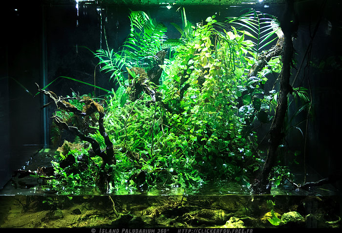 Island Paludarium 360° de A à Z - 100x100x70 - (Nouveau projet) - Page 11 Island-Paludarium-360_130