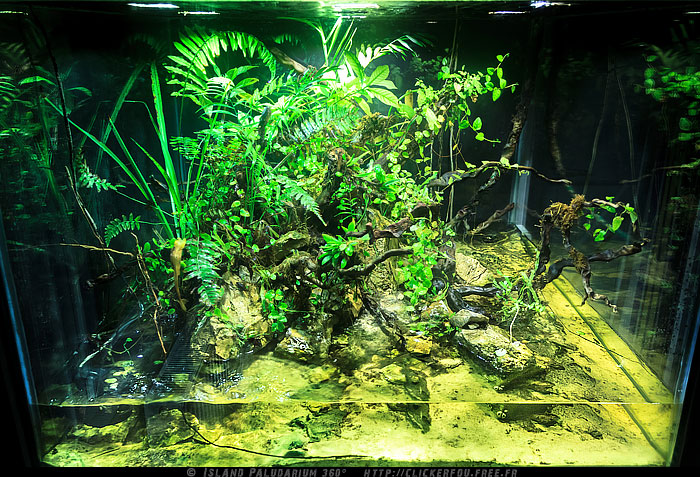 Island Paludarium 360° de A à Z - 100x100x70 - (Nouveau projet) 2011-2013 - Page 9 Island-Paludarium-360_135