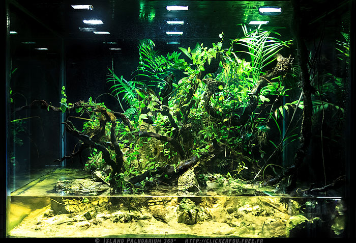 island - Island Paludarium 360° de A à Z - 100x100x70 - (Nouveau projet) 2011-2013 - Page 9 Island-Paludarium-360_136