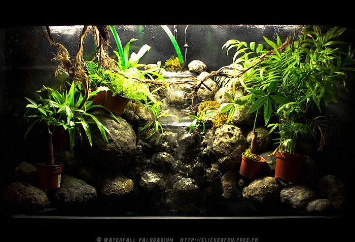 Waterfall Paludarium de A à Z - 120x60x75 - (Projet terminé) 2009-2011 - Page 5 Waterfall-Paludarium_027