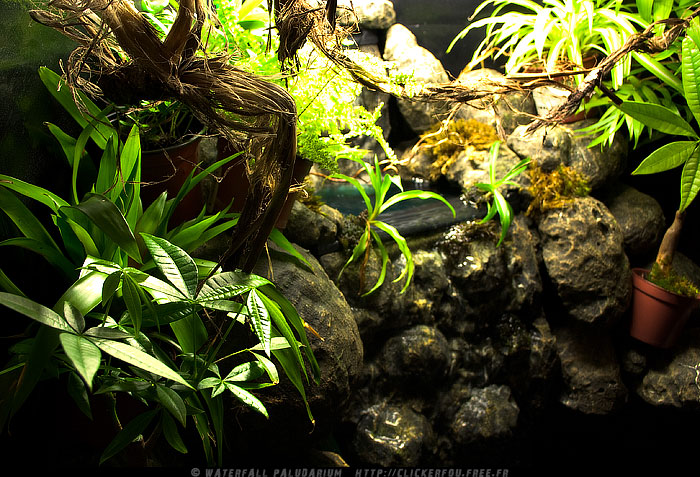 Waterfall Paludarium de A à Z - 120x60x75 - (Projet terminé) 2009-2011 - Page 5 Waterfall-Paludarium_029