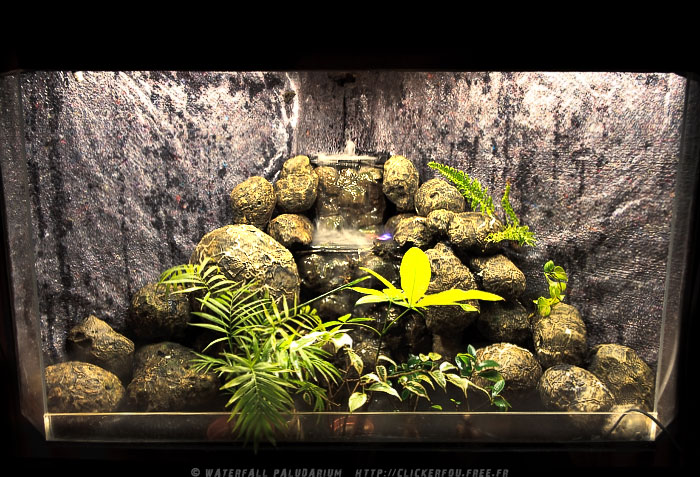 Waterfall Paludarium de A à Z - 120x60x75 - (Projet terminé) 2009-2011 - Page 8 Waterfall-Paludarium_068