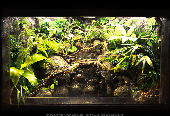 Waterfall Paludarium de A à Z - 120x60x75 - (Projet terminé) 2009-2011 - Page 9 Waterfall-Paludarium_071