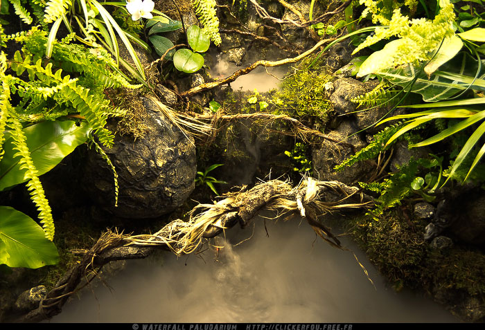 Waterfall Paludarium de A à Z - 120x60x75 - (Projet terminé) 2009-2011 - Page 10 Waterfall-Paludarium_082