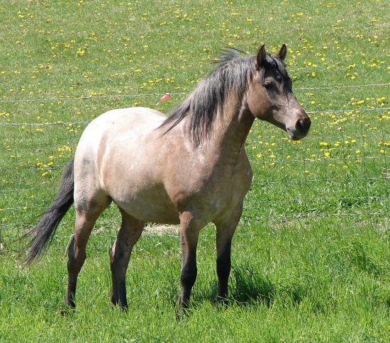 Mai Wild Horses Dun_nokota_horse