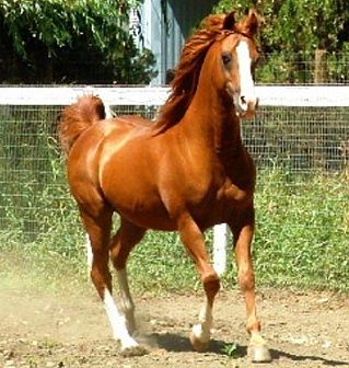 BANQUE DE PHOTOS & SITES Stallion_aha