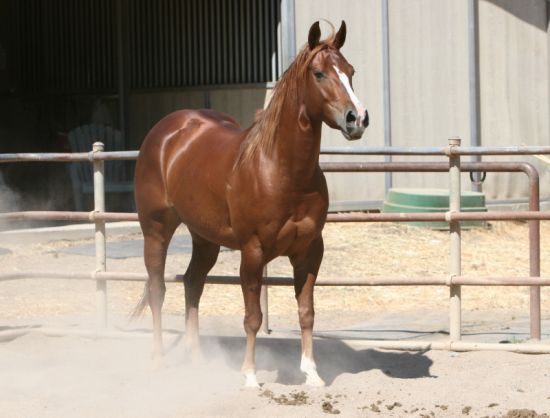 **My Tamed Horses** Aqha_stripe_socks