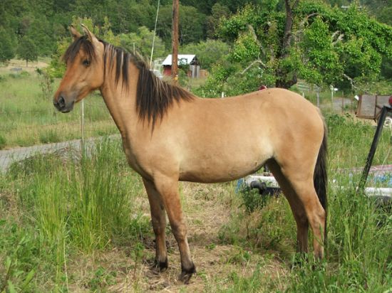 Mai Wild Horses Points_spanish_horse