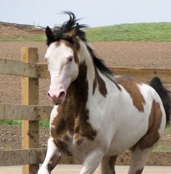 A Girl With A Troubled Past Overo_buckskin_horse