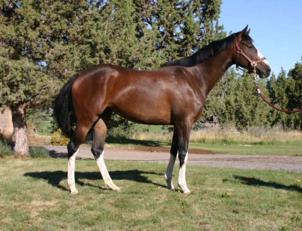 **My Wild Horses** Thoroughbred_apha