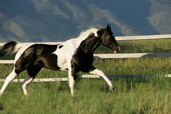 Beauty(needs topic) Black_tobiano_paint