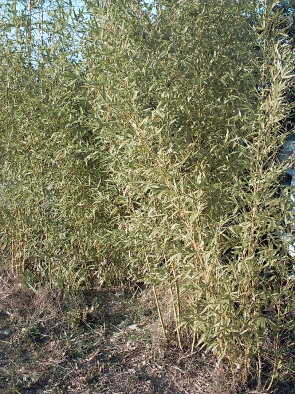 images des plantes et arbres de mon jardin Bambous