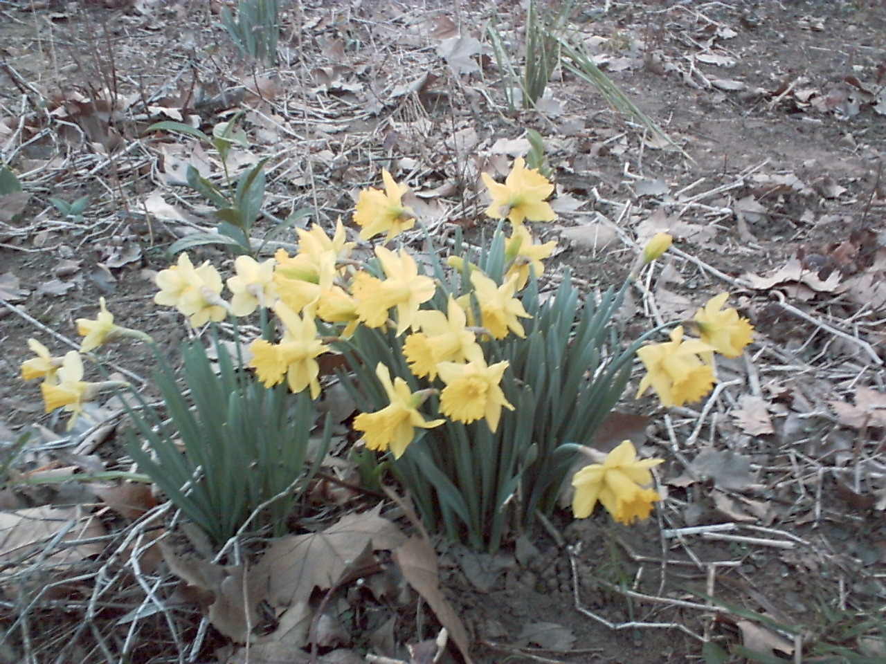 images des plantes et arbres de mon jardin Jonquilles1