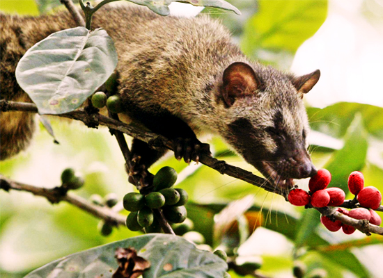  pequeñas curiosidades  - Página 14 Kopi-luwak-cluwak5