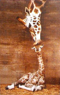 Portrait chinois ! - Page 4 Bisou%20maman%20girafe