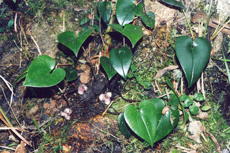 TÌNH YÊU CÂY CỎ  - Page 78 Asarum-hongkongense