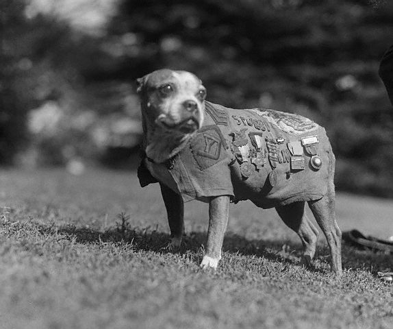 Le Pit Bull Terrier (non reconnu en Europe) - Page 2 Sergeant_Stubby