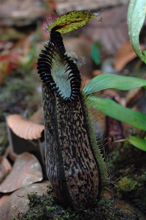 mes plantes carnivores nepenthes highland - Page 2 Kuching_Summit_Booth_Borneo_Exotics_N._hamata_2