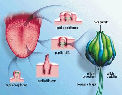 [Jeu] Association d'images - Page 14 Papille-gustative2-2-1