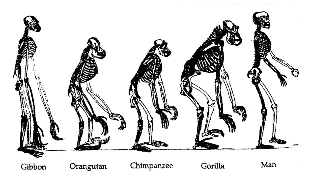 GÖRSEL ÖRNEKLER Human%20evolution